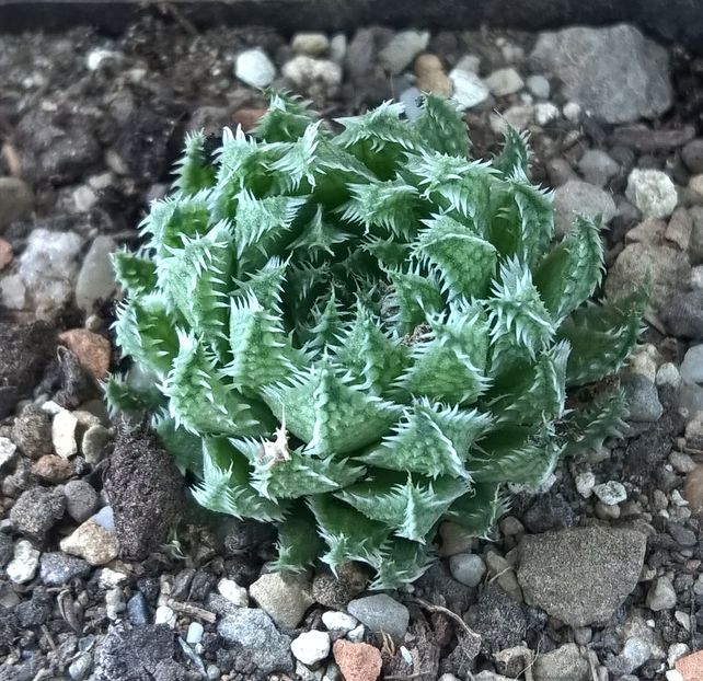 Haworthia herbacea