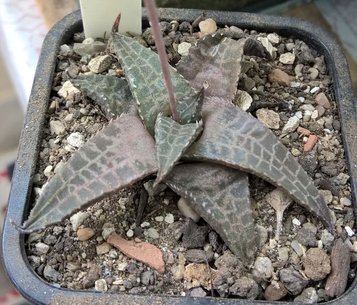 Haworthia tesselata