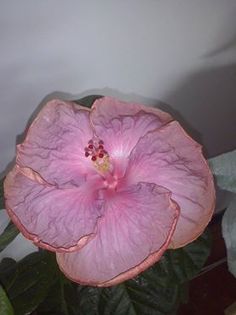 14429298_1529599163732312_146123933_n