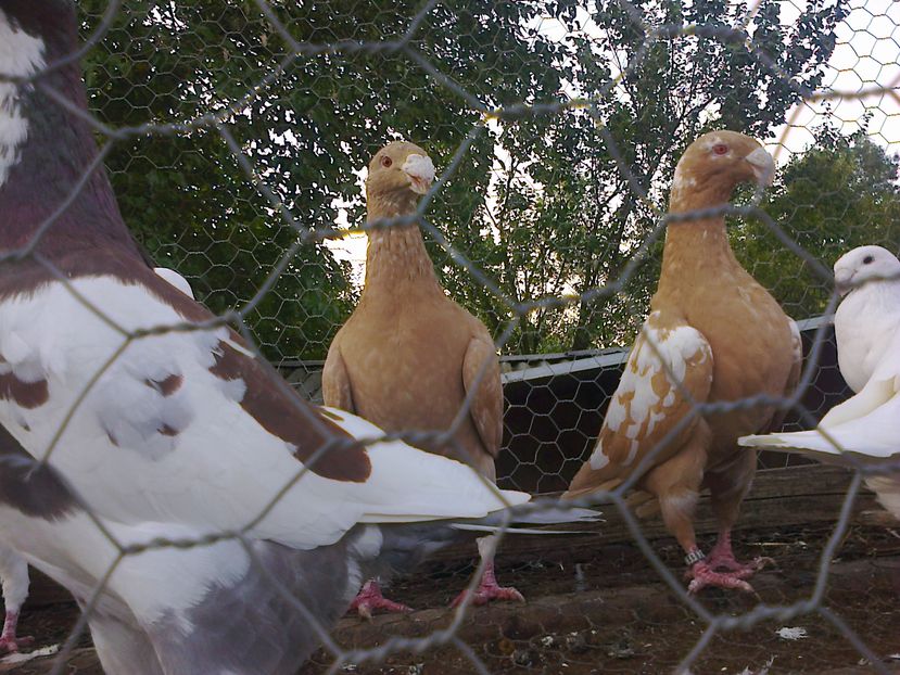 Fotografie9086 - GERMANI GALBENI SI ALBI