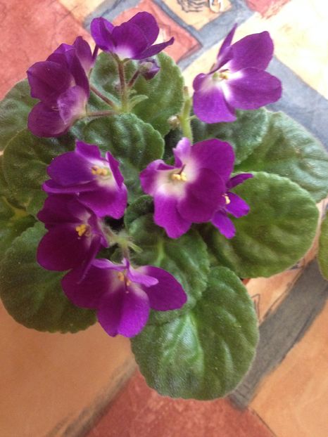 image - violete