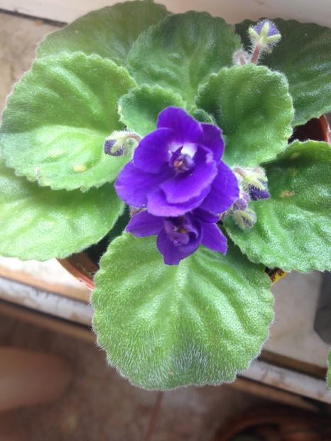 image - violete