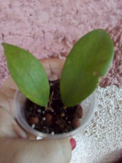 mindorensis - Plante Hoya achizitionate 2016