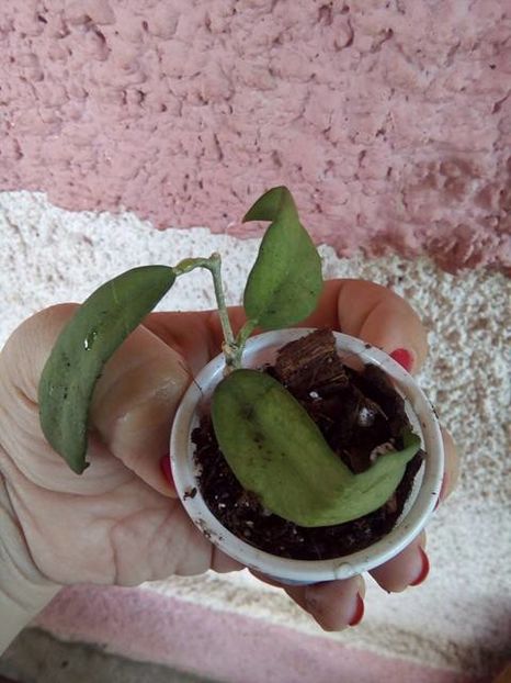pimentaliana - Plante Hoya achizitionate 2016