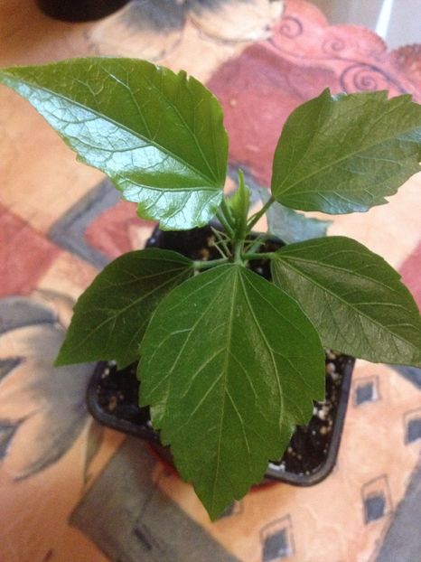 cairo apricot-10 lei