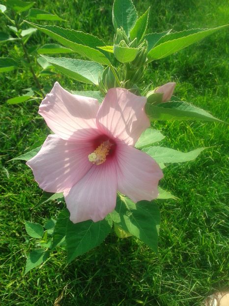 hibiscus moschetus - Vara 2014-2017