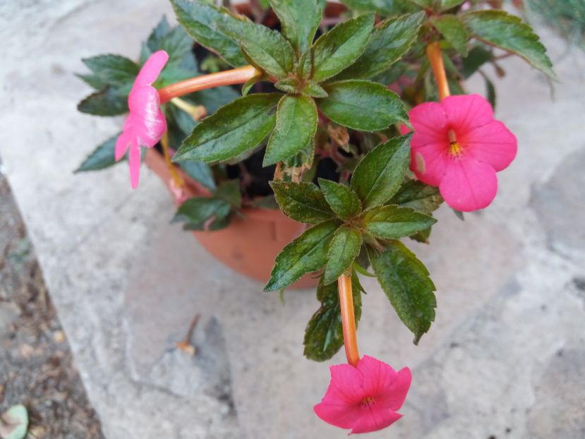 multumesc mult elenas