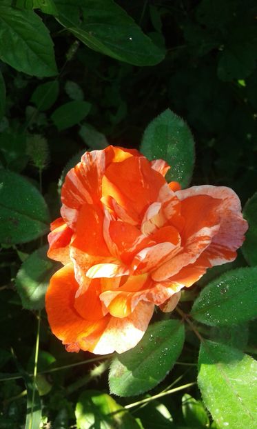  - Asa arata acum in luna septembrie