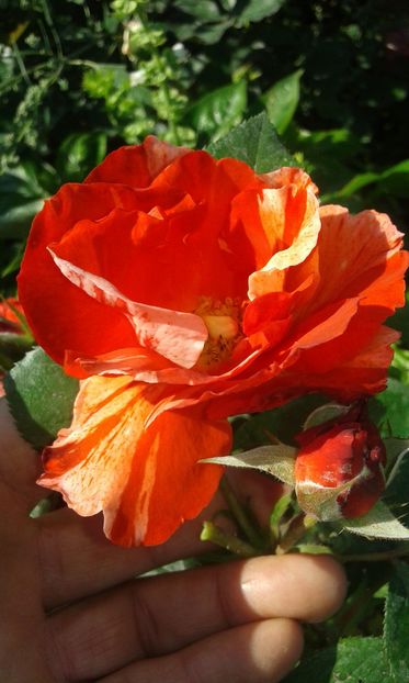  - Asa arata acum in luna septembrie