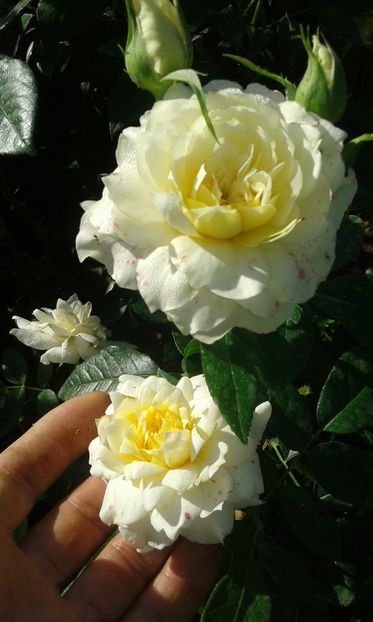  - Asa arata acum in luna septembrie