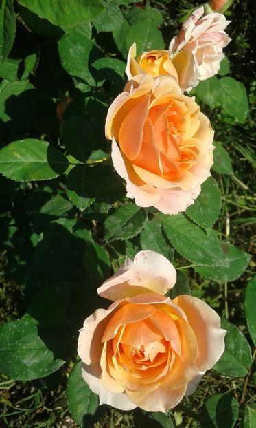  - Asa arata acum in luna septembrie