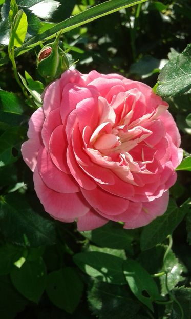  - Asa arata acum in luna septembrie