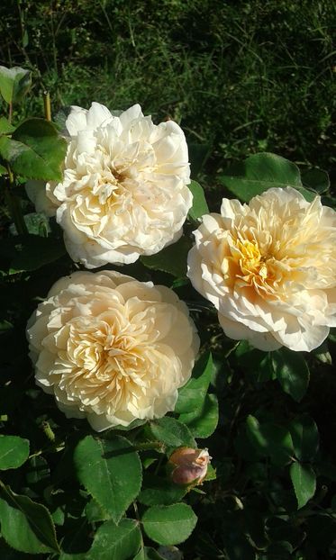  - Asa arata acum in luna septembrie