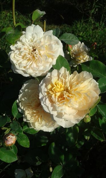  - Asa arata acum in luna septembrie