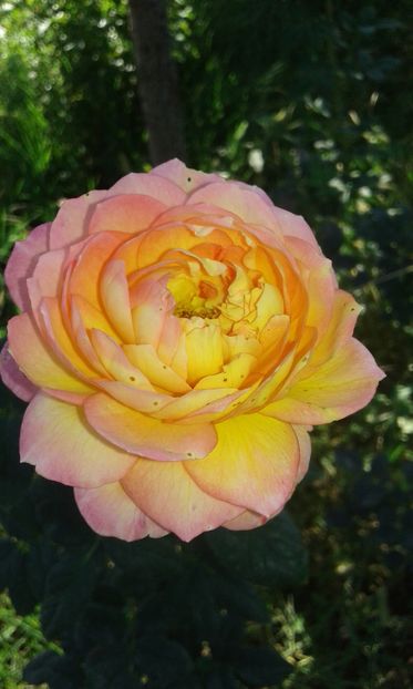  - Asa arata acum in luna septembrie