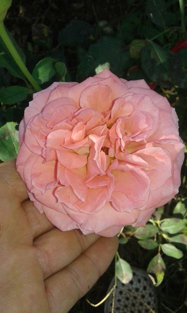  - Asa arata acum in luna septembrie