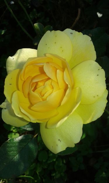  - Asa arata acum in luna septembrie