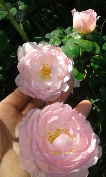  - Asa arata acum in luna septembrie