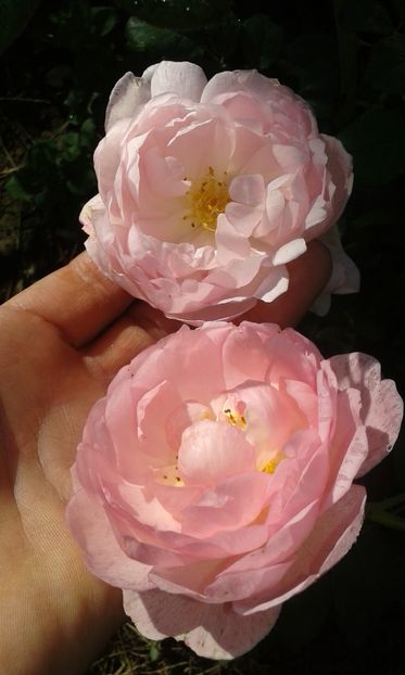  - Asa arata acum in luna septembrie