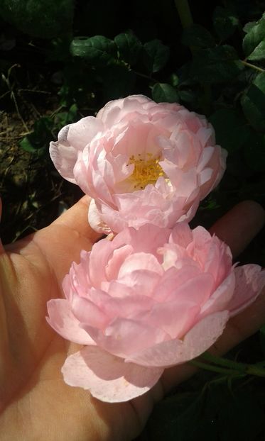  - Asa arata acum in luna septembrie