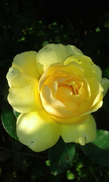  - Asa arata acum in luna septembrie