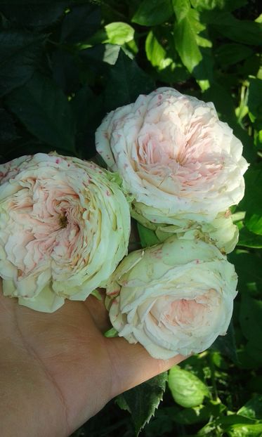  - Asa arata acum in luna septembrie