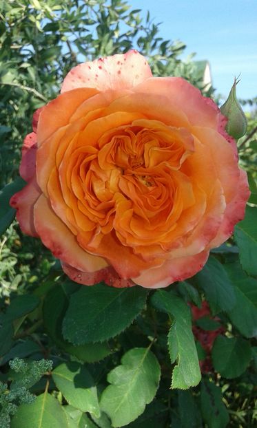  - Asa arata acum in luna septembrie