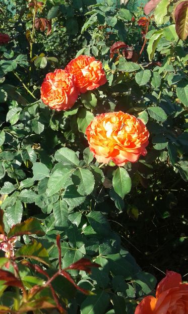  - Asa arata acum in luna septembrie