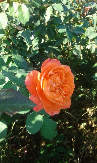  - Asa arata acum in luna septembrie