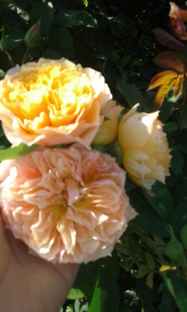  - Asa arata acum in luna septembrie