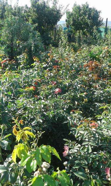  - Asa arata acum in luna septembrie