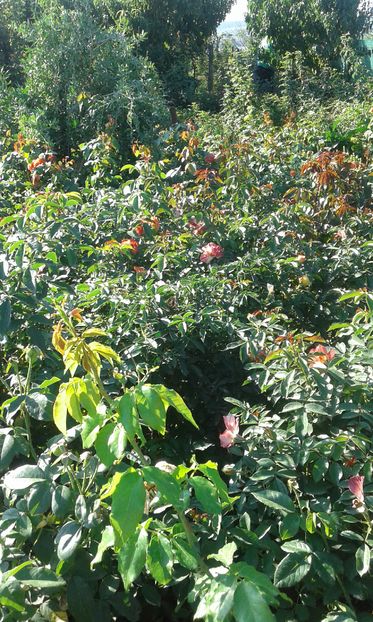  - Asa arata acum in luna septembrie