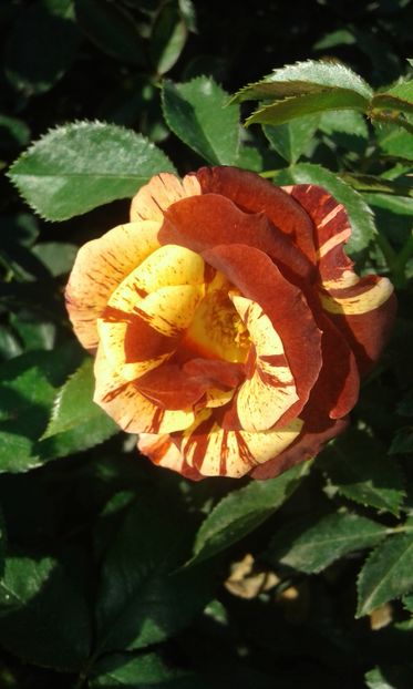  - Asa arata acum in luna septembrie