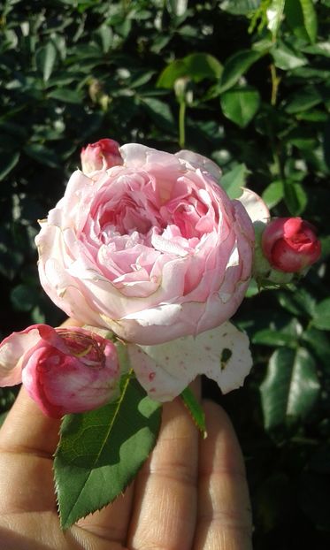  - Asa arata acum in luna septembrie