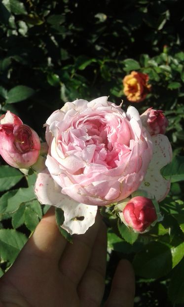  - Asa arata acum in luna septembrie