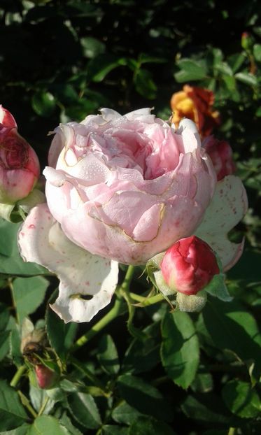  - Asa arata acum in luna septembrie