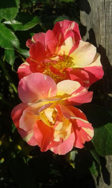  - Asa arata acum in luna septembrie