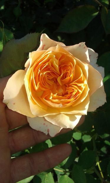  - Asa arata acum in luna septembrie