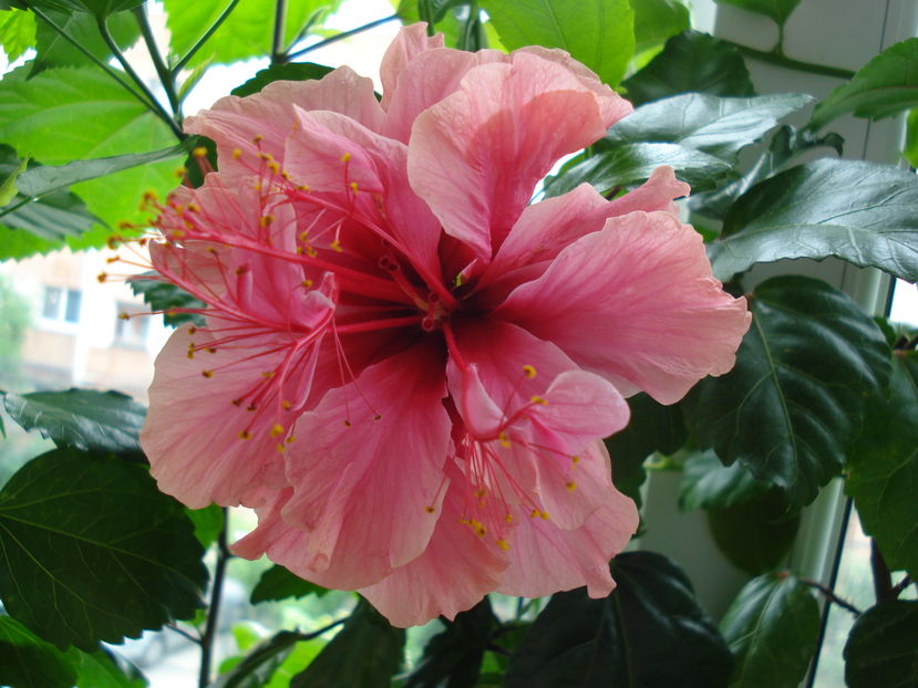  - Hibiscus Kona