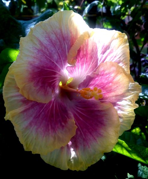 Early American - H - Hibiscusi