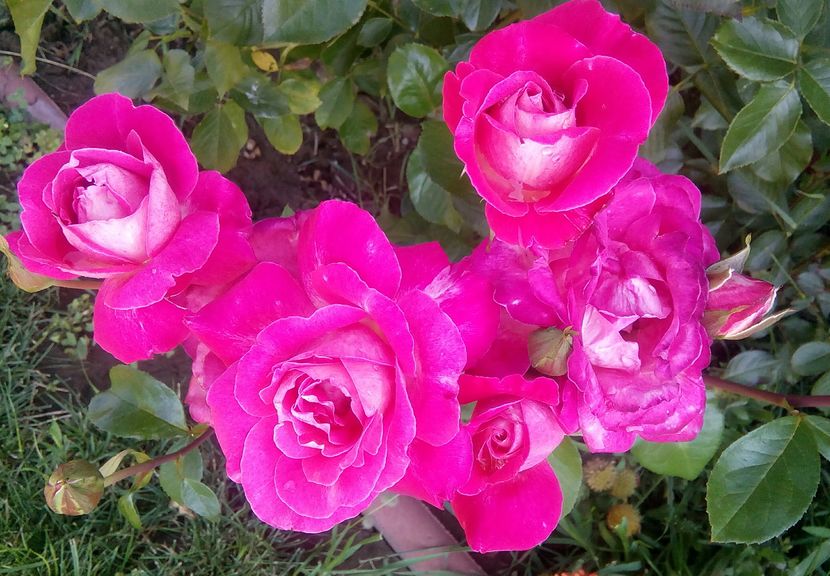  - Cei mai frumosi trandafiri