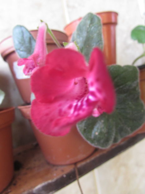 SRGs Red Eruption