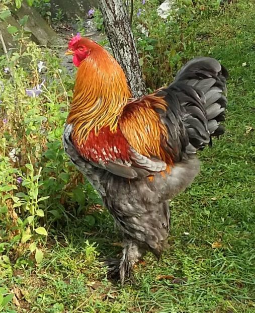 potarnichiu albastru