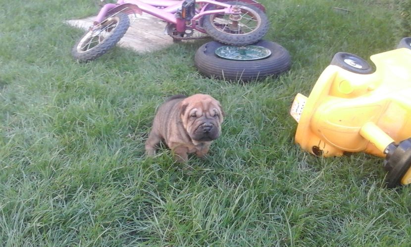  - Catei Shar-pei de vanzare