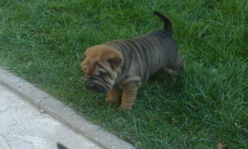  - Catei Shar-pei de vanzare