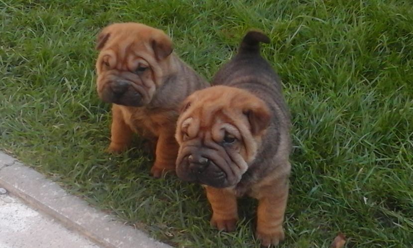  - Catei Shar-pei de vanzare