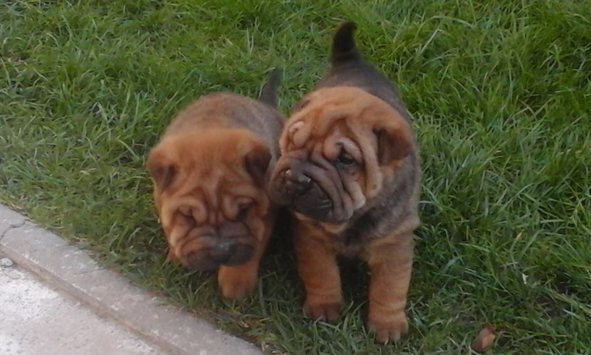  - Catei Shar-pei de vanzare