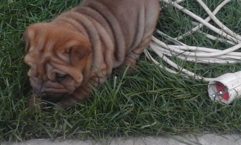  - Catei Shar-pei de vanzare