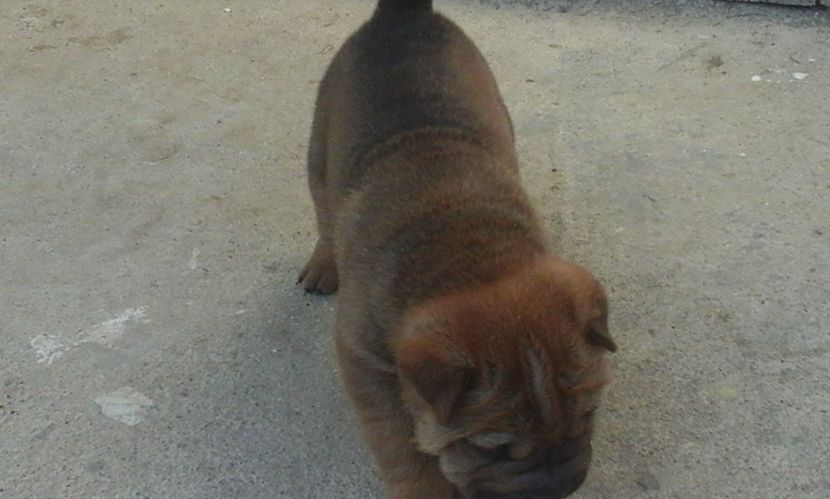  - Catei Shar-pei de vanzare