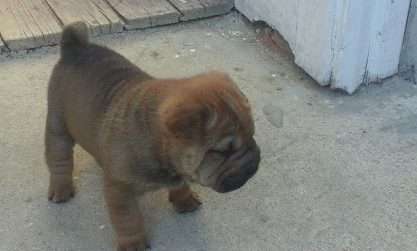  - Catei Shar-pei de vanzare